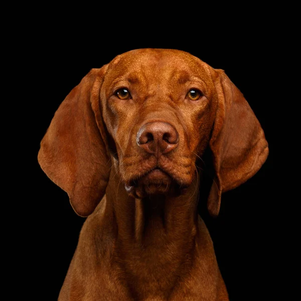 Close Retrato Húngaro Vizsla Dog Serious Olhando Para Câmera Fundo — Fotografia de Stock