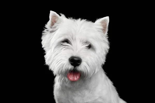Retrato West Highland White Terrier Isolado Fundo Preto — Fotografia de Stock