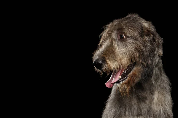 Retrato Perro Wolfhound Irlandés Mirando Hacia Lado Fondo Negro Aislado —  Fotos de Stock