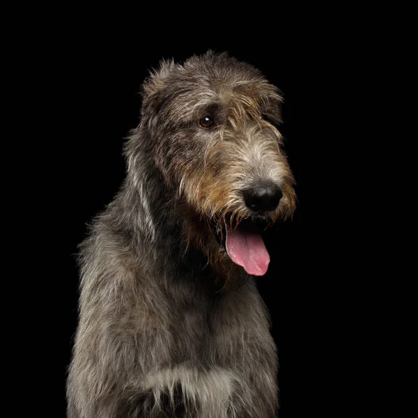 Retrato Cabeza Perro Wolfhound Irlandés Sobre Fondo Negro Aislado Vista —  Fotos de Stock