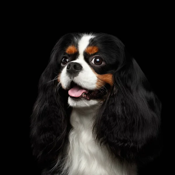 Portrait Cavalier King Charles Spaniel Dog Isolated Black Background — Stock Photo, Image