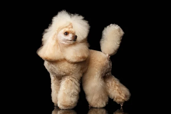 Groomed Red Mini Poodle Dog Stående Och Slå Tillbaka Isolerad — Stockfoto