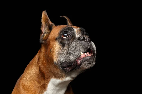 Portré Funny Boxer Dog Keresi Fel Izolált Fekete Háttér — Stock Fotó
