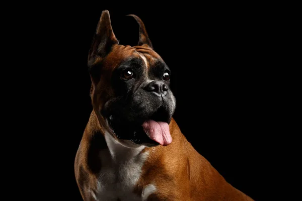 Portret Wspaniałego Psa Bokserskiego Izolowanym Czarnym Tle — Zdjęcie stockowe