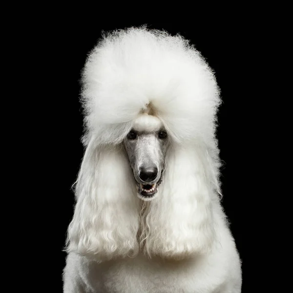 Porträtt Vit Kunglig Pudel Hund Tittar Kameran Isolerad Svart Bakgrund — Stockfoto