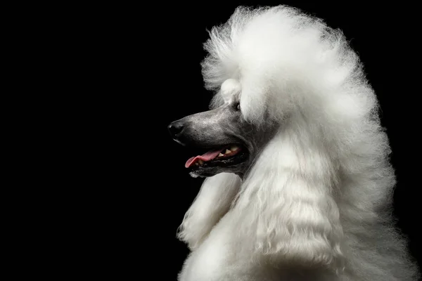 Portrét Bílého Královského Pudla Pes Účesem Při Pohledu Stranu Izolované — Stock fotografie