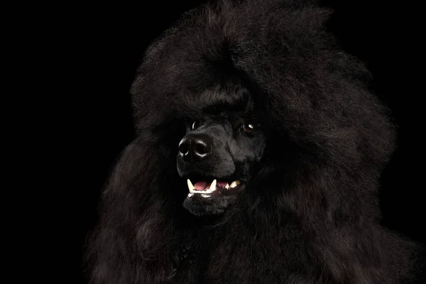 Primer Plano Retrato Royal Poodle Dog Con Peinado Aislado Sobre — Foto de Stock