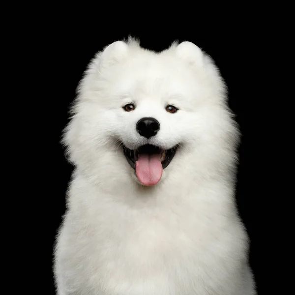 Retrato Happy Samoyed Dog Aislado Sobre Fondo Negro Vista Frontal —  Fotos de Stock