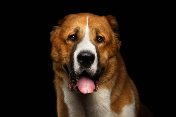 Close Portrait Central Asian Shepherd Dog Alabai White Red Fur — Stock Photo, Image