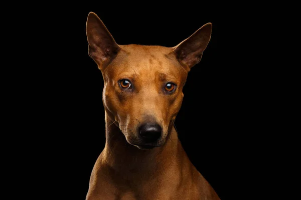 Retrato Cão Ridgeback Tailandês Ofendido Isolado Fundo Preto — Fotografia de Stock