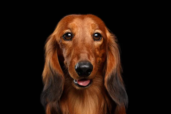 Retrato Happy Red Dachshund Dog Fundo Preto Isolado Vista Frontal — Fotografia de Stock