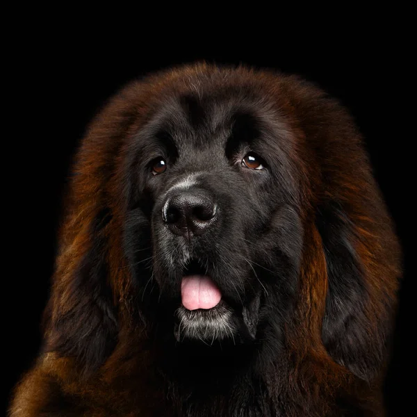 Portræt Rød Tibetansk Mastiff Isoleret Sort Baggrund Dyreste Hund - Stock-foto