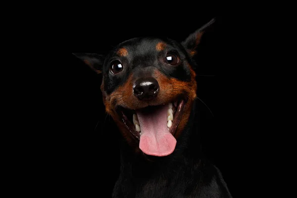 Retrato Perro Divertido Zwergpinscher Jugando Escondite Fondo Negro —  Fotos de Stock
