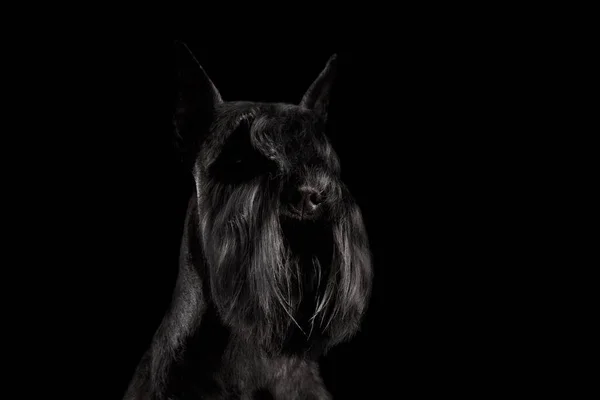 Porträt Des Zwergschnauzerhundes Auf Isoliertem Schwarzem Hintergrund Profilansicht Mit Gepflegtem — Stockfoto