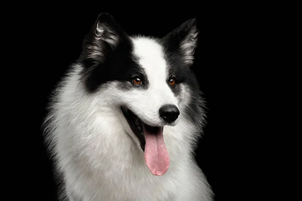 孤立した黒の背景に白いヤクティアンLicad犬の肖像 — ストック写真