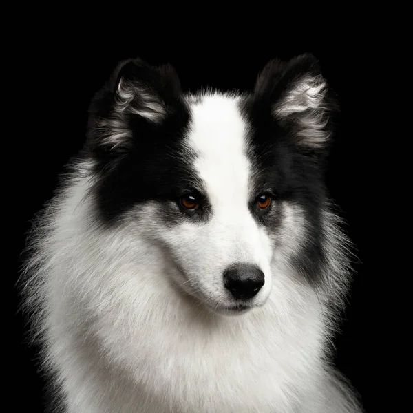 Retrato Perro Blanco Yakutian Laika Sobre Fondo Negro Aislado —  Fotos de Stock