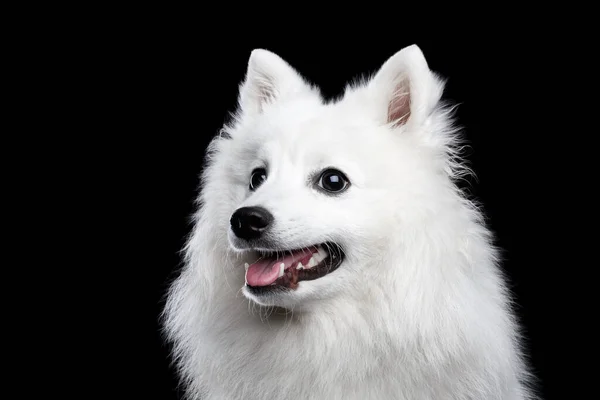 White Japanese Spitz Funny Emotions Dog Curious Face Isolated Black — 스톡 사진