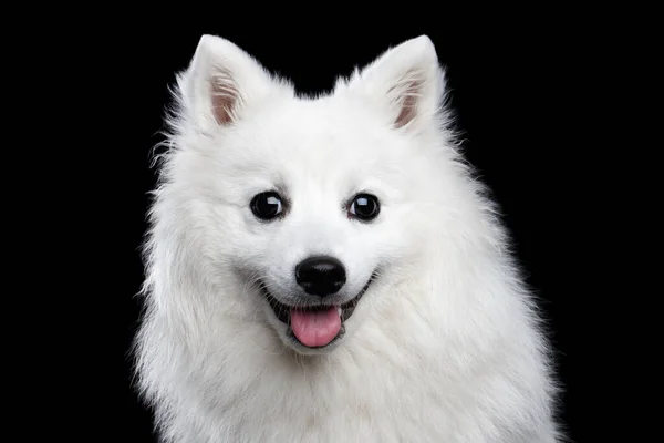 Portret Białego Japońskiego Spitza Śmieszne Emocje Pies Ciekawą Twarzą Izolowanym — Zdjęcie stockowe