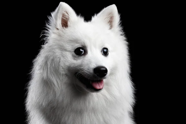 Porträtt Vit Japansk Spitz Roliga Känslor Hund Med Nyfiken Ansikte — Stockfoto