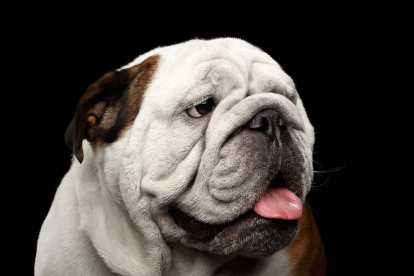 Close Retrato Cão Britânico Raça Bulldog Branco Vermelho Cor Engraçada — Fotografia de Stock