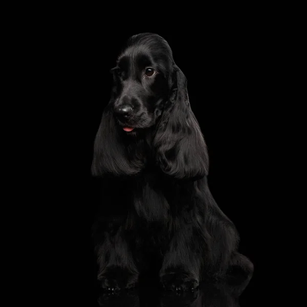 狗的肖像英语公鸡犬品种 坐在孤立的黑色背景与反光 — 图库照片