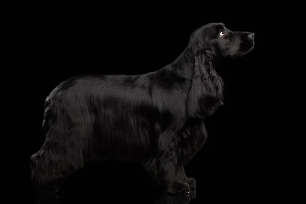 Perro Pura Raza Cocker Spaniel Inglés Pie Sobre Fondo Negro — Foto de Stock