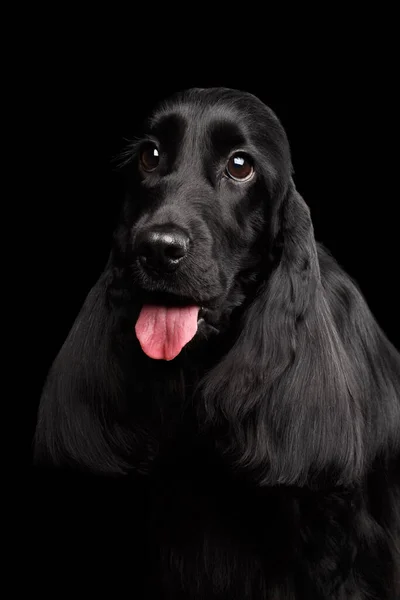 Збільшений Портрет Собачої Англійської Спанієвої Породи Величезні Очі Дивляться Вгору — стокове фото