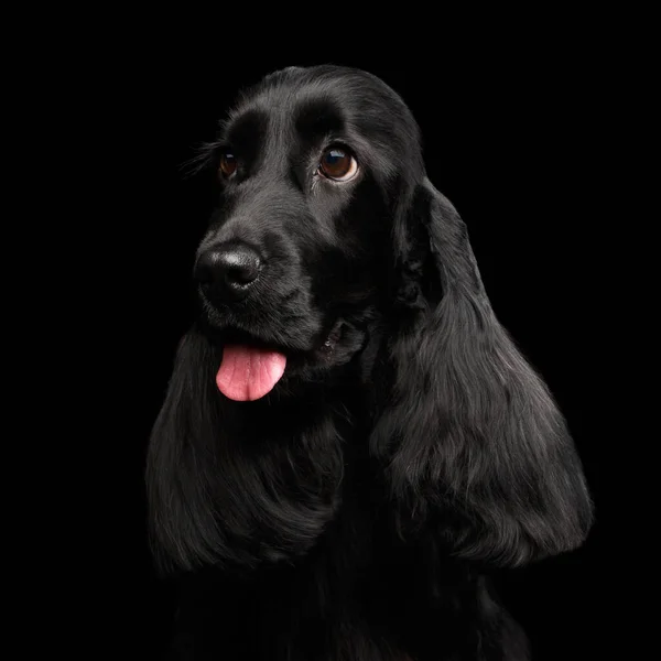 Närbild Porträtt Hund Engelska Cocker Spaniel Ras Stora Ögon Tittar — Stockfoto