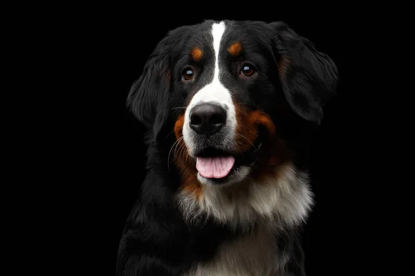 Крупный План Портрета Бернской Горной Собаки Любопытный Взгляд Камеру Изолированном — стоковое фото