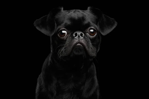 Retrato Cerca Amazing Petit Brabanson Perro Tristemente Fondo Negro Aislado —  Fotos de Stock