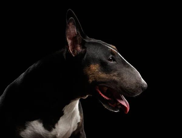 Retrato Cerca Bull Terrier Perfil Sobre Fondo Negro Aislado —  Fotos de Stock