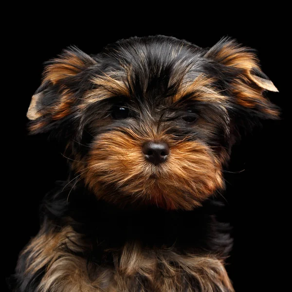 Close Portrait Small Miniature Yorkshire Terrier Puppy Isolated Black Background — Stock Photo, Image