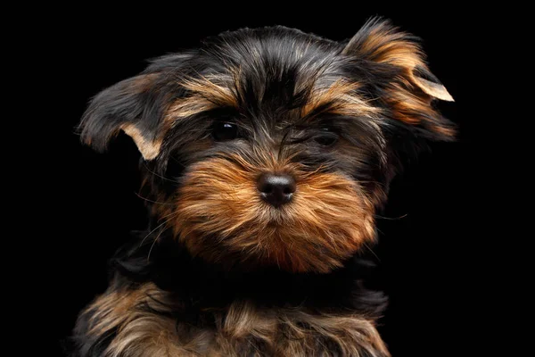 Närbild Porträtt Små Miniature Yorkshire Terrier Puppy Isolerad Svart Bakgrund — Stockfoto