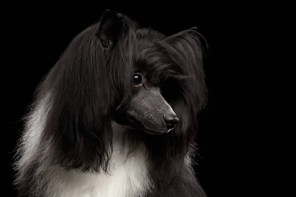 Porträtt Kinesiska Crested Dog Svart Bakgrund Profil Visa — Stockfoto