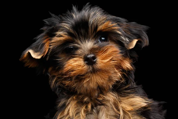 Close Portrait Small Miniature Yorkshire Terrier Puppy Isolated Black Background — Stock Photo, Image