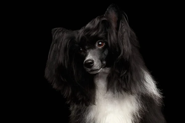 Portrait Chinese Crested Dog Black Background Front View — Stock Photo, Image