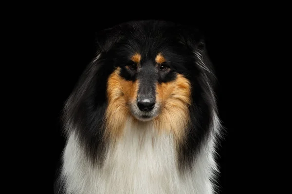 Retrato Shetland Sheepdog Dog Sheltie Sobre Fondo Negro Vista Frontal —  Fotos de Stock