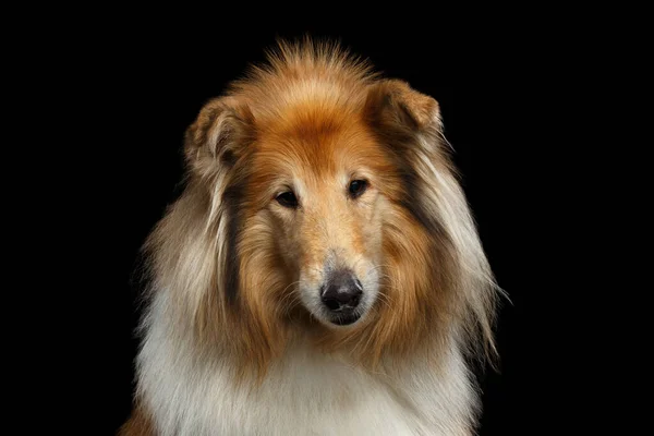 Portrait Chien Berger Oldshetland Triste Regardant Caméra Sur Fond Noir — Photo