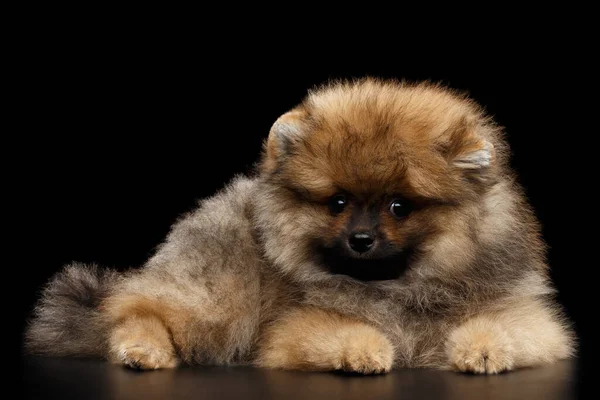 Groomed Miniature Pomeranian Spitz Puppy Liyng Black Isolated Background Front — Stock Photo, Image