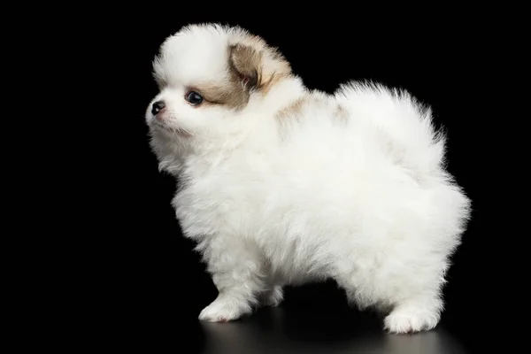 Miniatura Curata Pomerania Spitz Cucciolo Bianco Piedi Sfondo Nero Isolato — Foto Stock