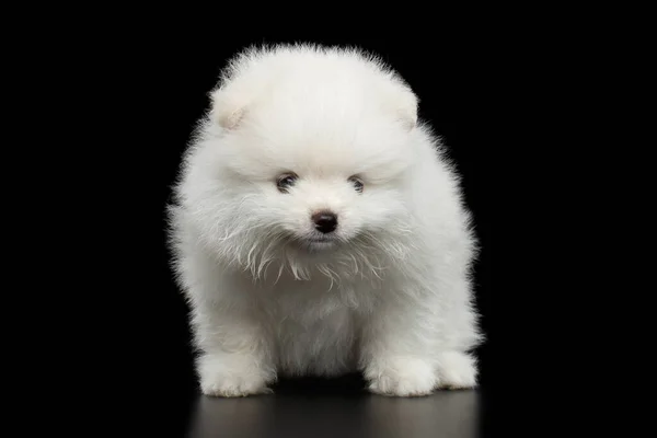 Pečené Miniaturní Pomeranian Spitz Bílé Štěně Stojící Černém Izolovaném Pozadí — Stock fotografie