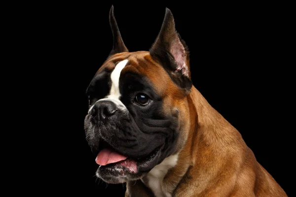 Portret Van Schattige Bokser Hond Geïsoleerd Zwarte Achtergrond — Stockfoto
