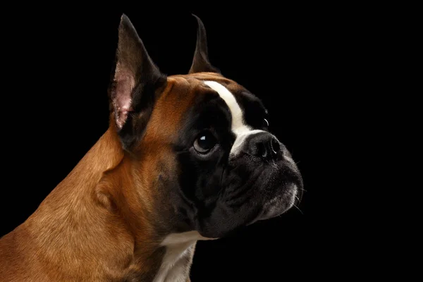 Retrato Perro Boxeador Adorable Aislado Sobre Fondo Negro —  Fotos de Stock