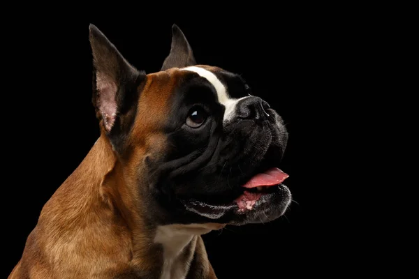 Retrato Cão Boxer Adorável Isolado Fundo Preto — Fotografia de Stock