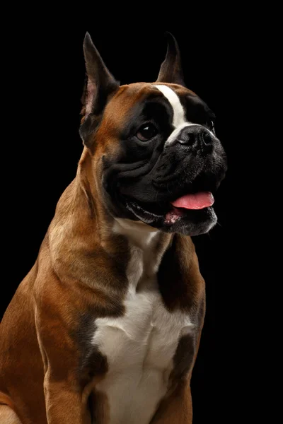 Retrato Cão Boxer Adorável Isolado Fundo Preto — Fotografia de Stock