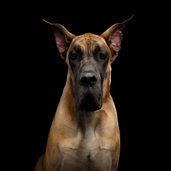 Close Retrato Great Dane Dog Pele Bronzeada Olhando Fundo Preto — Fotografia de Stock