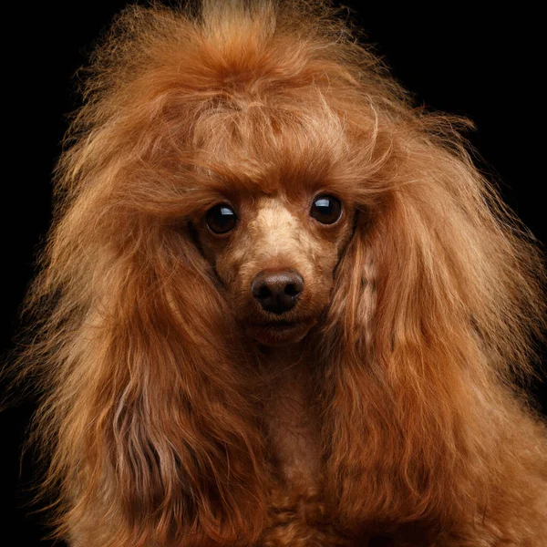 Πορτρέτο Του Red Toy Poodle Dog Περίεργος Κοιτάζοντας Στην Κάμερα — Φωτογραφία Αρχείου