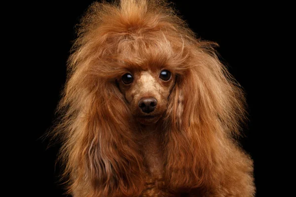 Portret Van Red Toy Poedel Hond Nieuwsgierig Kijkend Camera Geïsoleerde — Stockfoto