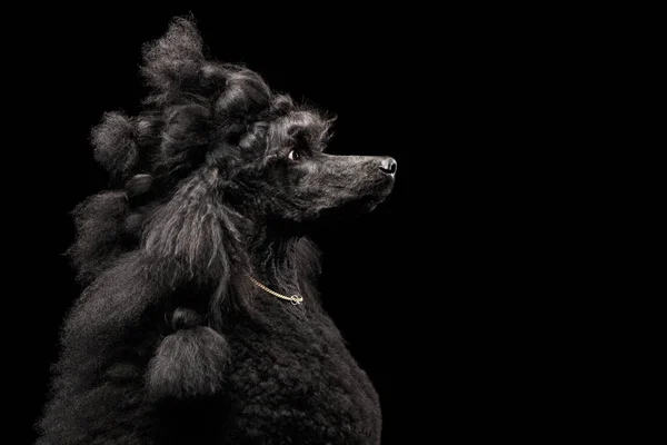 基于黑色背景的金色链子和辫子毛的皇家狮子狗的滑稽画像 — 图库照片