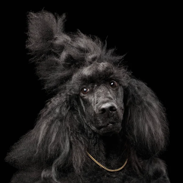愚かな顔 金の鎖とハイスタイル 黒の背景に隔離された フロントビューを持つロイヤルプードル犬の面白い肖像画 — ストック写真